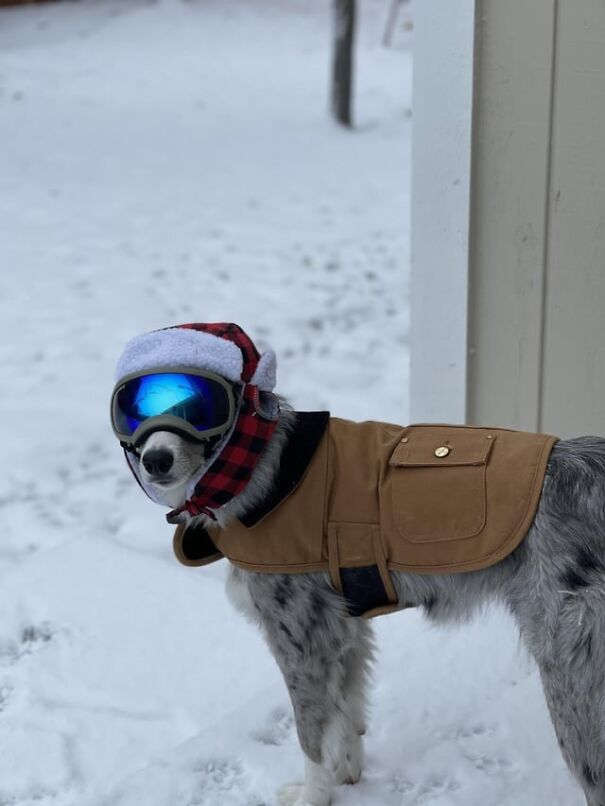 Dog wearing goggles in the snow, dressed in a warm jacket and hat.