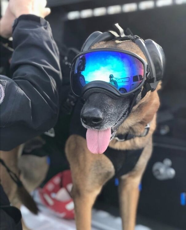 Dog wearing goggles for work, tongue out, with blue reflective lenses, celebrating canine eyewear fun.