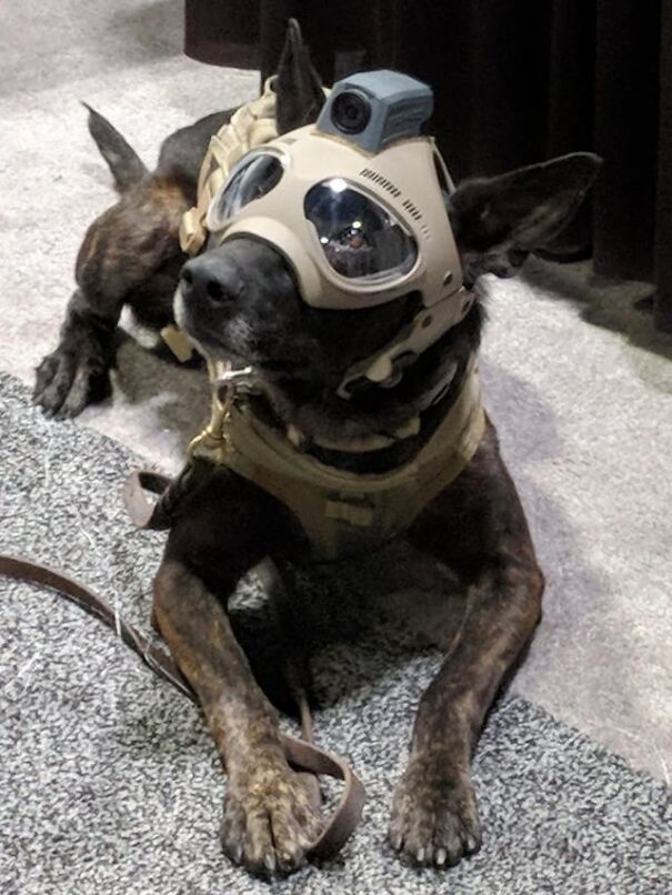 Dog wearing goggles and a camera, lying on the floor.