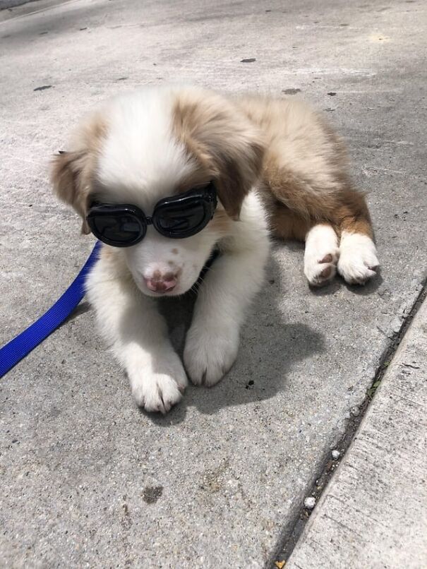 Puppy wearing goggles on a sidewalk with a blue leash, showcasing eyewear for dogs.