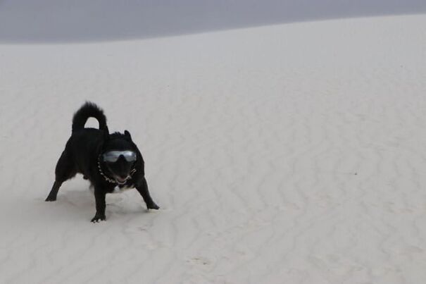 Black dog wearing goggles on a sandy desert landscape, celebrating eyewear for work and fun.