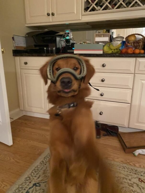 Dog wearing goggles in a kitchen, smiling for work and fun activities.