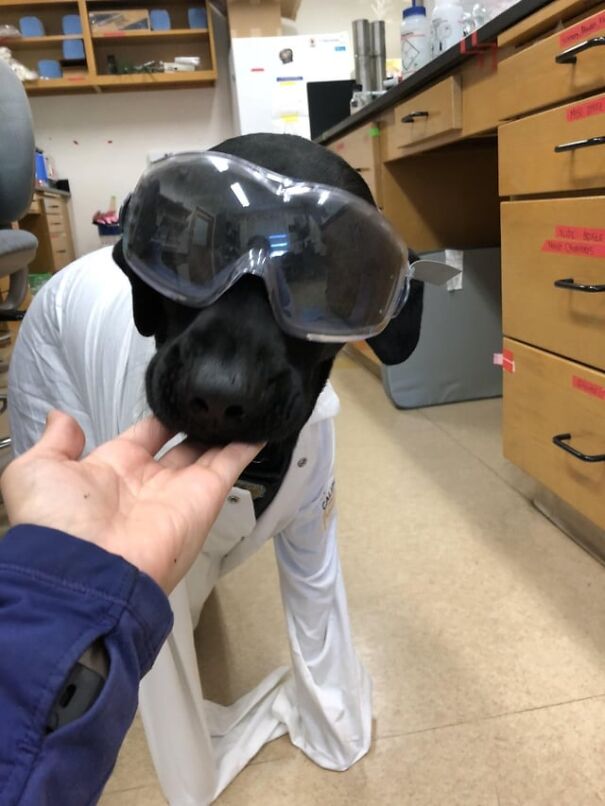 Dog wearing goggles in a lab, dressed in a white coat, showcasing eyewear for work.