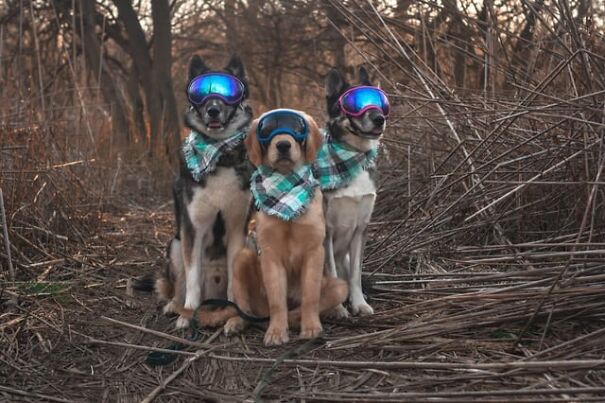 Dogs wearing goggles in a forest, standing on a path, with colorful scarves, showcasing stylish and fun eyewear.