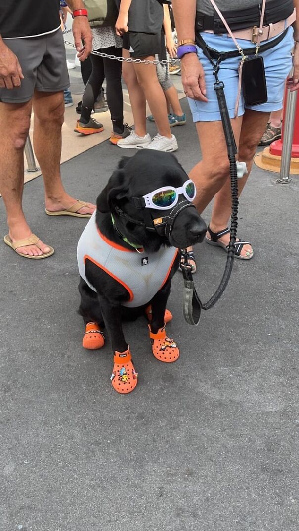 Dog wearing goggles, vest, and orange shoes, surrounded by people, showcasing fun eyewear for dogs.