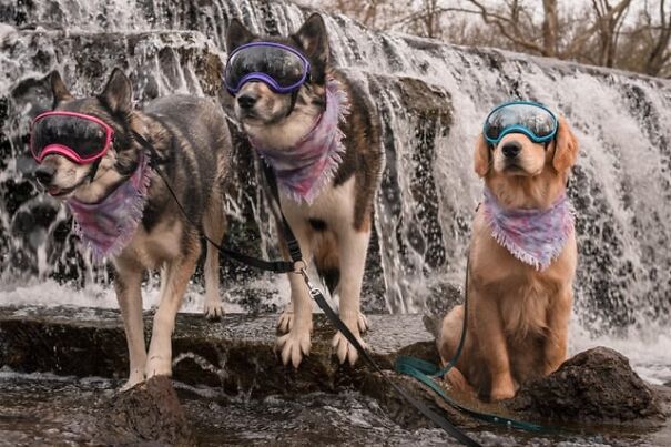 Dogs wearing goggles by a waterfall, showcasing eyewear for work and fun.