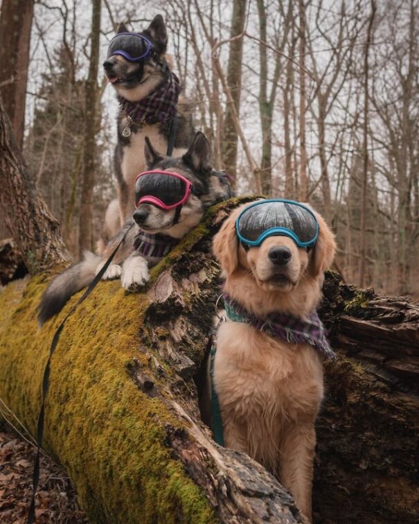 Three dogs wearing goggles in a forest, posing on a moss-covered log.