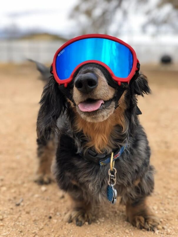 Dog wearing blue goggles, standing on sand, embodying fun and work spirit.