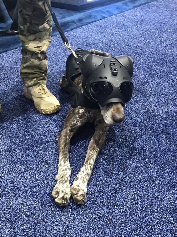 Dog wearing goggles and tactical gear lying on a blue carpet.