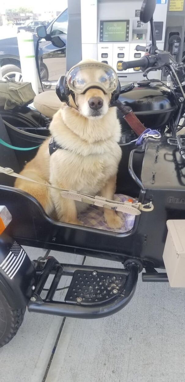 Dog wearing goggles sitting in a motorcycle sidecar at a gas station.