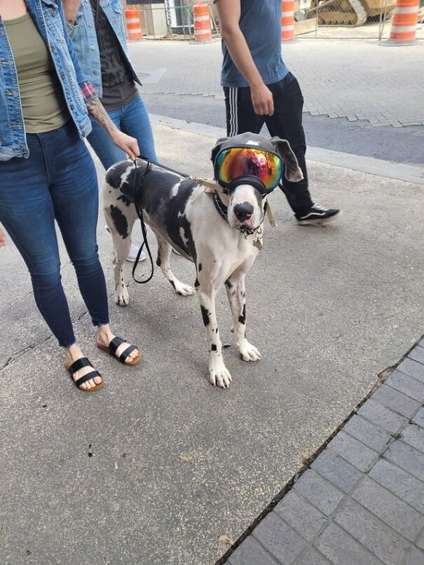 Dog wearing goggles, standing on a street with people around, showcasing eyewear fashion for work and fun.