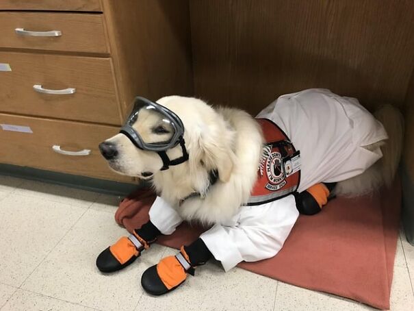 Dog in goggles and boots with a work vest, lying on a floor, showcasing eyewear for work and fun.