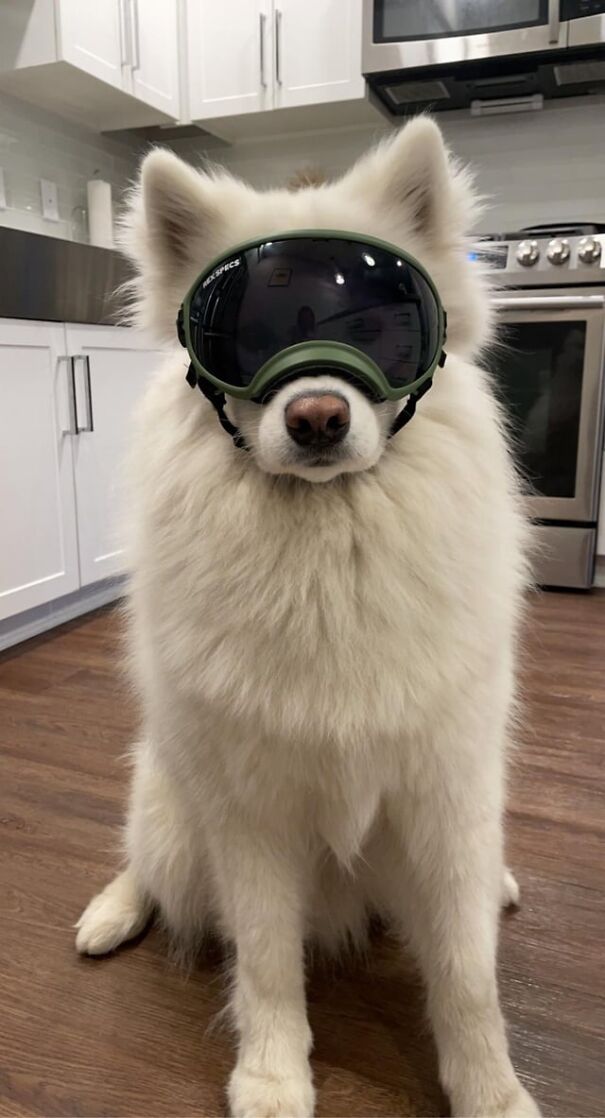 Fluffy white dog wearing goggles in a modern kitchen setting.