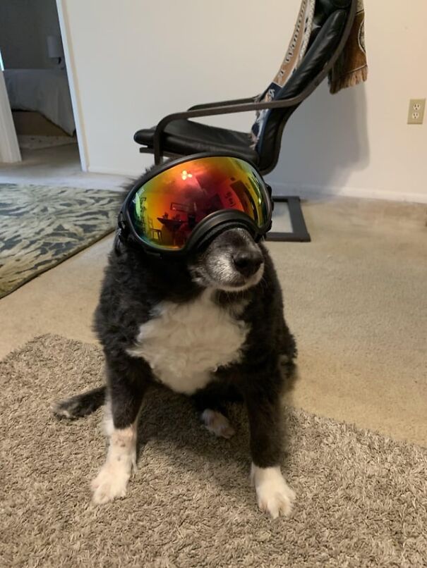 Dog wearing goggles sitting on a rug indoors, with a chair in the background.