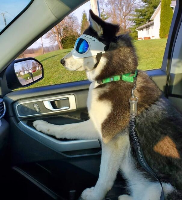 Dog in a car wearing goggles, looking out the window, enjoying a sunny ride.