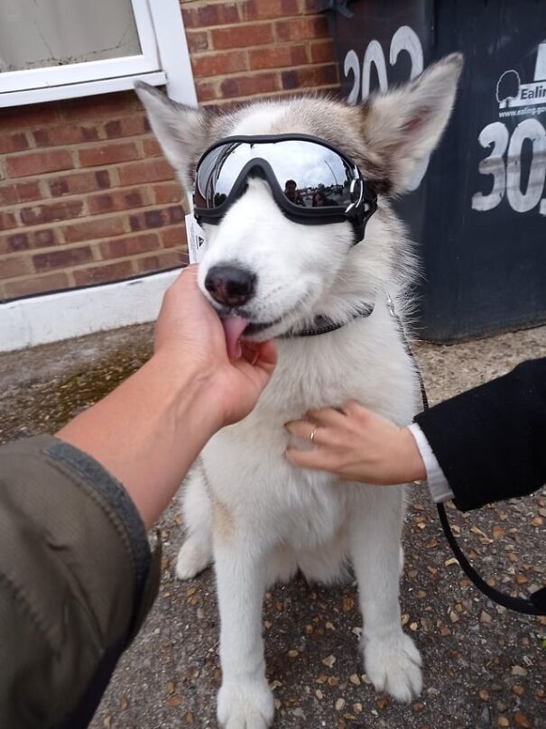 Dog wearing goggles being petted, outdoors near a brick wall, enjoying attention.