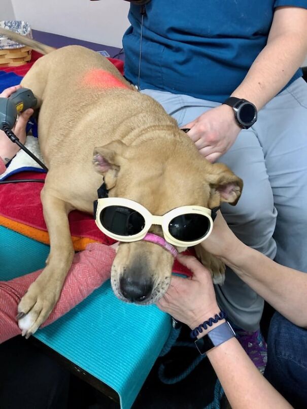 Dog wearing goggles while receiving care, surrounded by people.