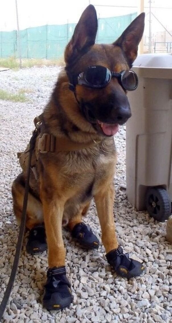 Dog wearing goggles and boots, sitting on gravel, ready for work and fun.