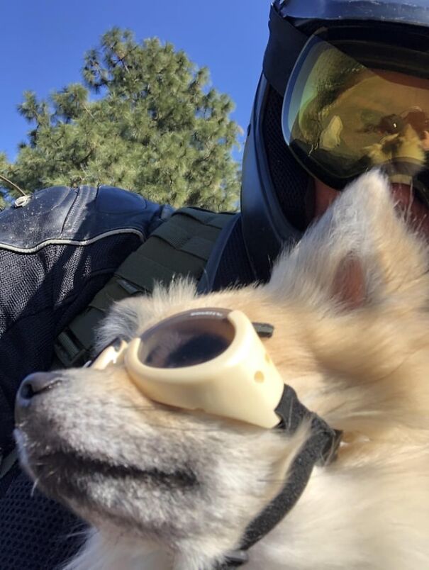 Dog wearing goggles sitting with a biker under a clear blue sky.