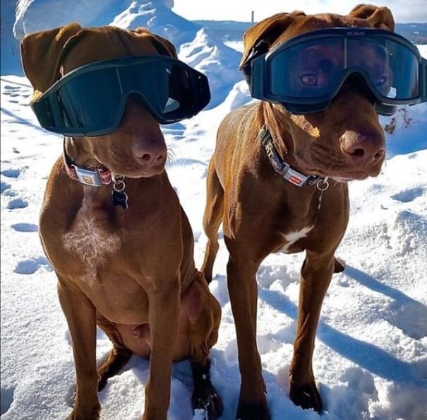 Dogs wearing goggles, sitting in snow, showcasing fun and functional eyewear.