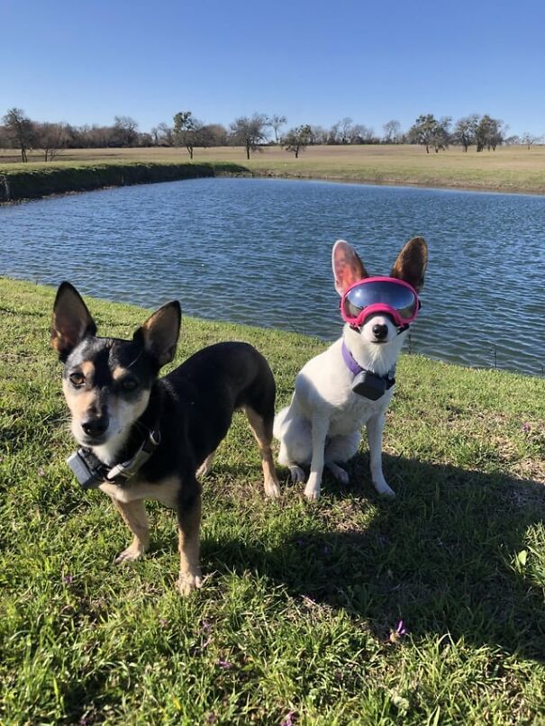 Two dogs by a pond, one wearing pink goggles, enjoying a sunny day.