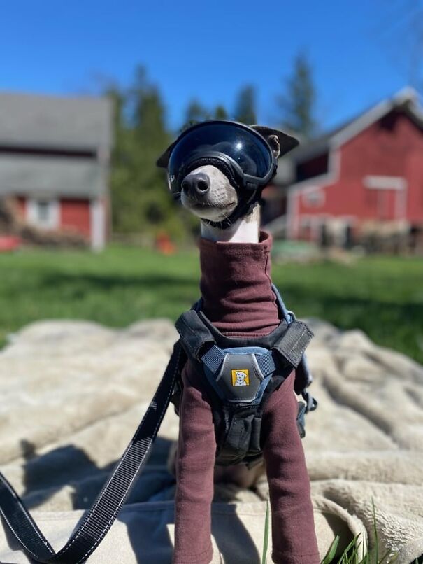 Dog wearing goggles and harness, standing outside in a yard with a red barn in the background.