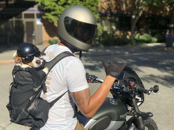 Dog wearing goggles on a motorcycle ride with owner, both in helmets.