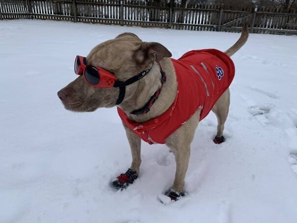 Dog wearing red goggles and coat, standing in the snow.