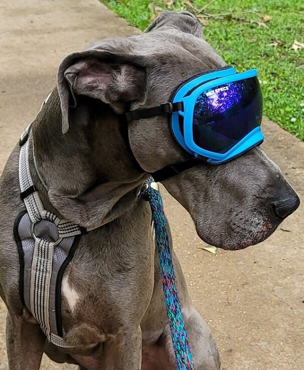 Dog wearing blue goggles and a harness outdoors, showcasing fun eyewear for dogs.