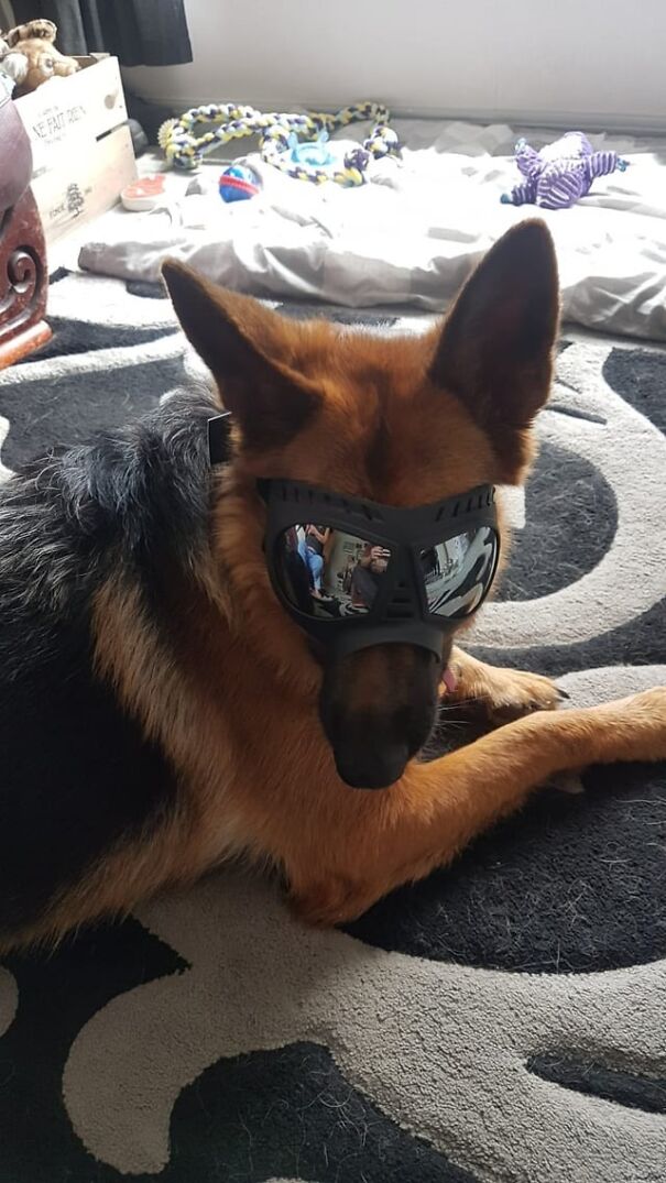 German Shepherd wearing goggles indoors, showcasing eyewear for dogs in a home setting.