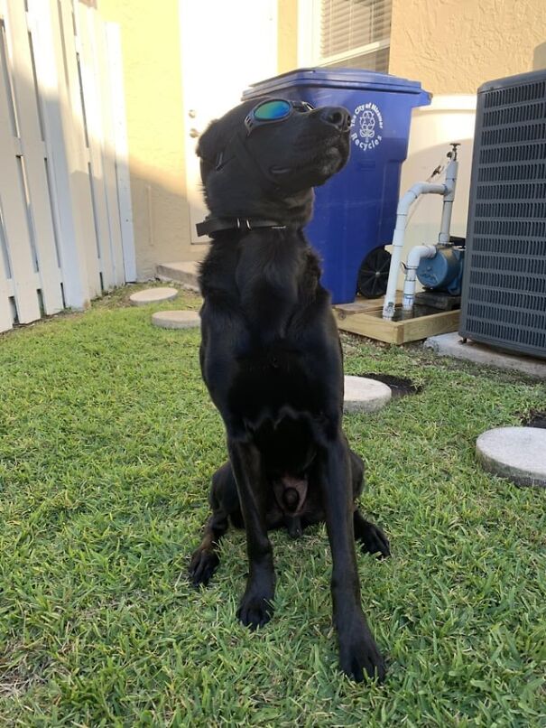 Dog wearing goggles in a backyard, sitting on grass near a blue recycling bin.