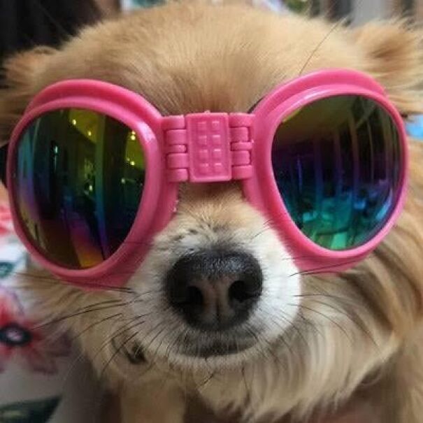 Dog wearing pink goggles, showcasing eyewear for dogs.