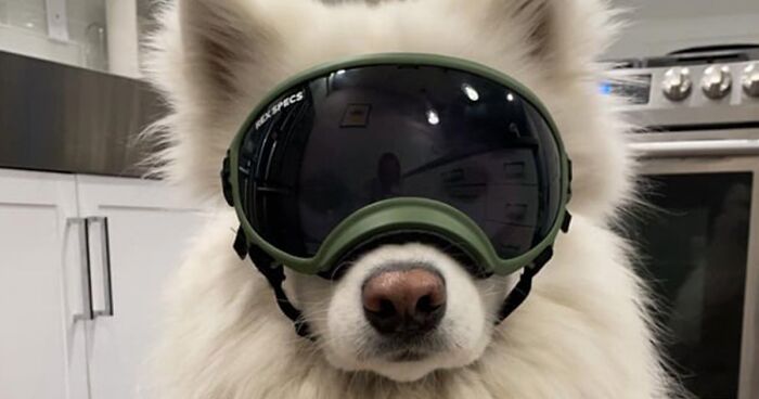 People Share The Funniest And Cutest Photos Of Dogs Wearing Shades (50 Images) 