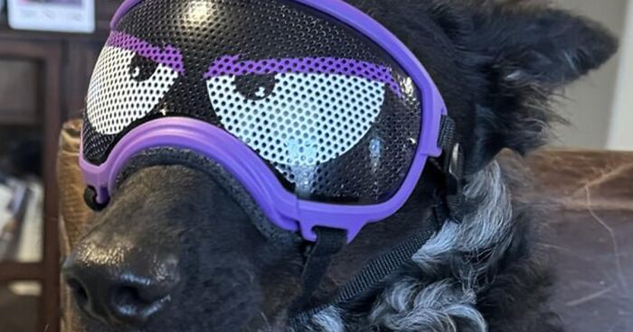 “Dogs Wearing Goggles!”: Netizens Celebrate Eyewear-Wearing Dogs For Work And Fun