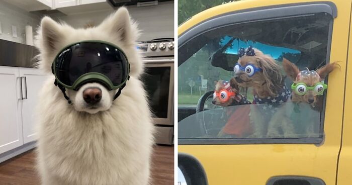 50 Of The Coolest Photos Of Dogs Wearing Goggles As Seen In The 