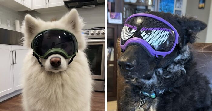 30 Dogs Wearing Goggles That Might Just Make Your Day, As Shared On This 'Doggles' Thread