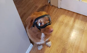 30 Dogs Wearing Goggles That Might Just Make Your Day, As Shared On This ‘Doggles’ Thread