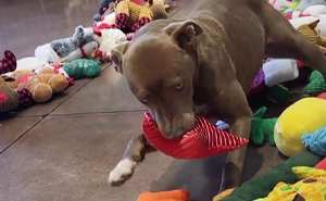 Pups At Shelter Show Wholesomely Different Characters As They Get To Pick Their Own Christmas Gifts