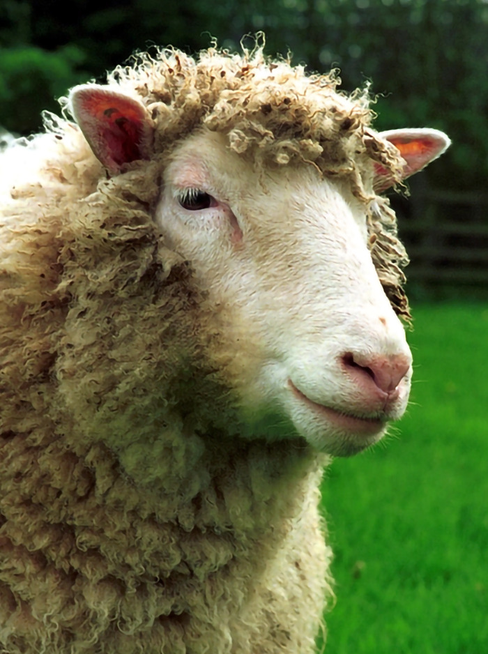 Photograph of Dolly the Sheep, the first mammal cloned from an adult somatic cell.