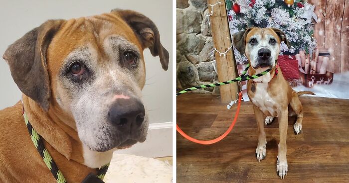 Netizens Are Lining Up To Adopt This 12 YO Pup Who Has Been Rescued From The Most Hellish Conditions