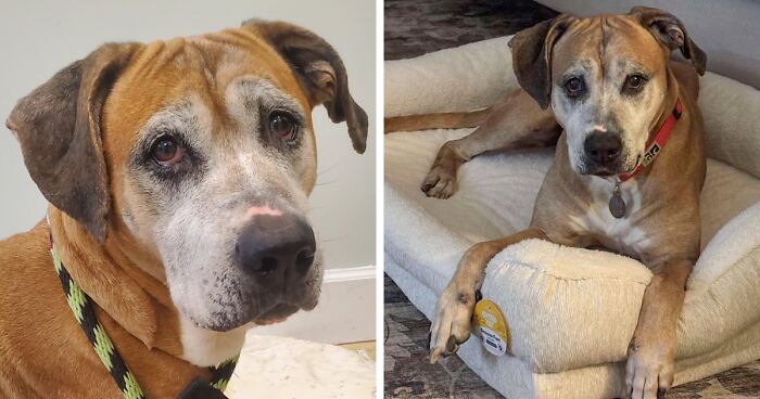 After Facing An Unbearably Cruel Life, This 12YO Dog Is Still Not Giving Up On Finding Love