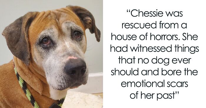 12YO Chessie, Who Has Witnessed Things That No Dog Ever Should, Is Looking For A Loving Home