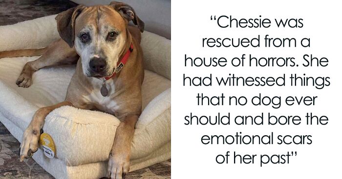 After Surviving A House Of Terrors And Heartbreaking Diagnosis, Chessie Needs True Love And Care