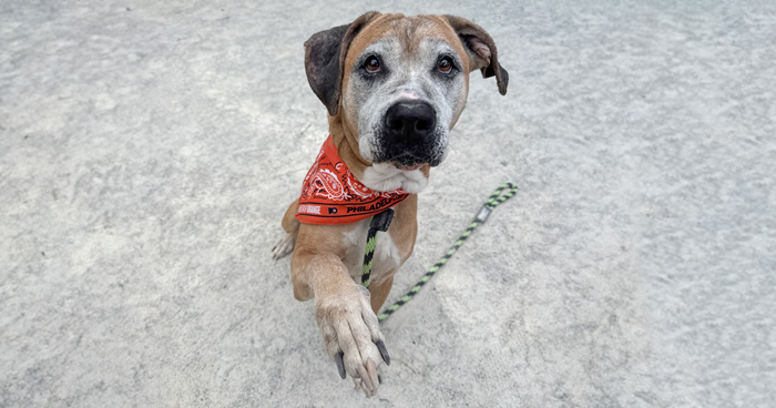 Netizens Are Lining Up To Adopt This 12 YO Pup Who Has Been Rescued From The Most Hellish Conditions