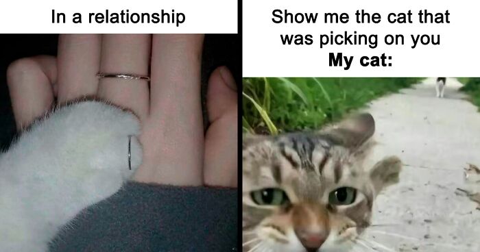 80 Cat Memes That Are A Purrfect Remedy To A Bad Day