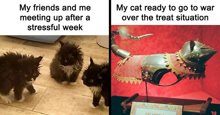 You Might Want To Stop Everything You’re Doing And Ogle At These 80 Hilarious Cat Memes