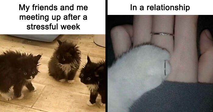 80 Memes That Prove Cats And Memes Are The Best Combination