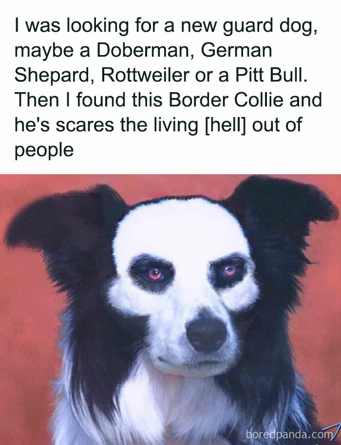 Border Collie dog meme with a funny caption about being an unexpectedly scary guard dog.