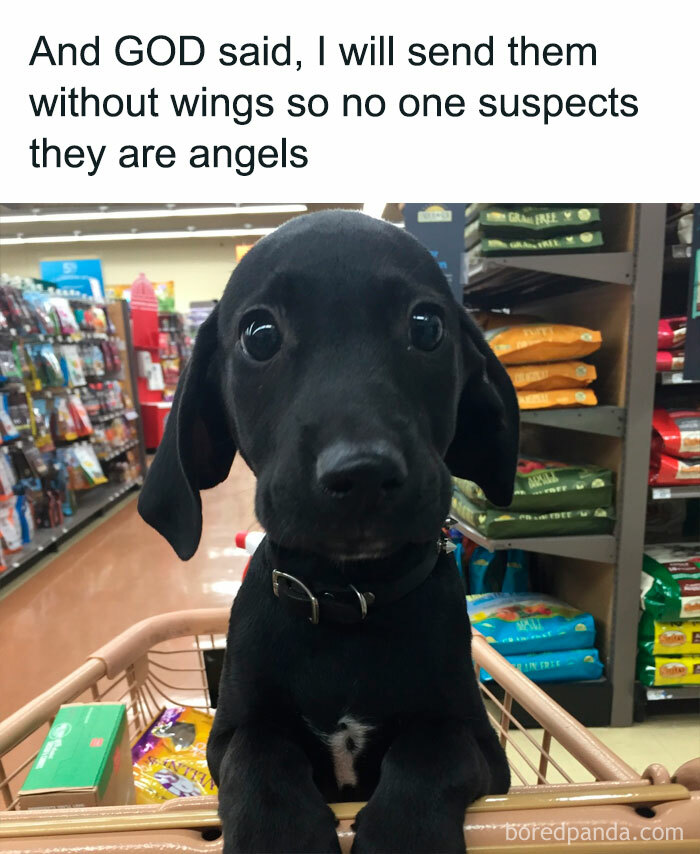 Adorable black puppy in a shopping cart with humorous dog meme text above.