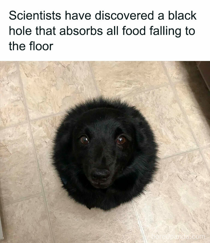 Adorable and funny dog meme with a fluffy black dog resembling a black hole on a tiled floor.